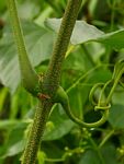 Cissus integrifolia