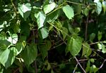 Cissus integrifolia