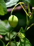 Cissus integrifolia