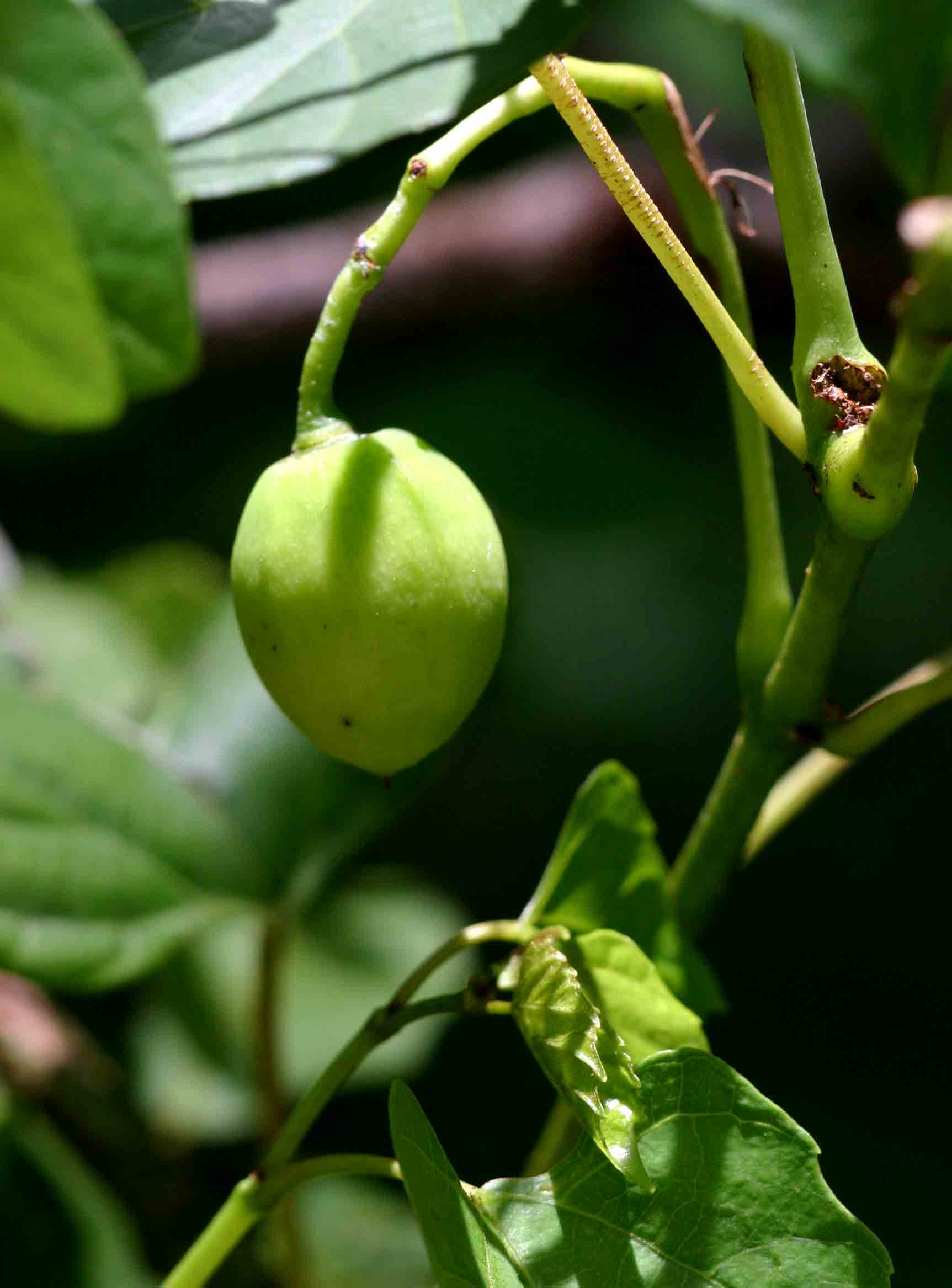 Cissus integrifolia