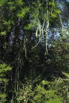 Cissus quadrangularis