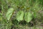 Cissus trothae