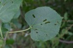 Cissus welwitschii