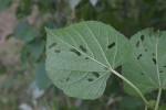 Cissus welwitschii
