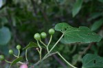 Cissus welwitschii