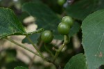 Cissus welwitschii