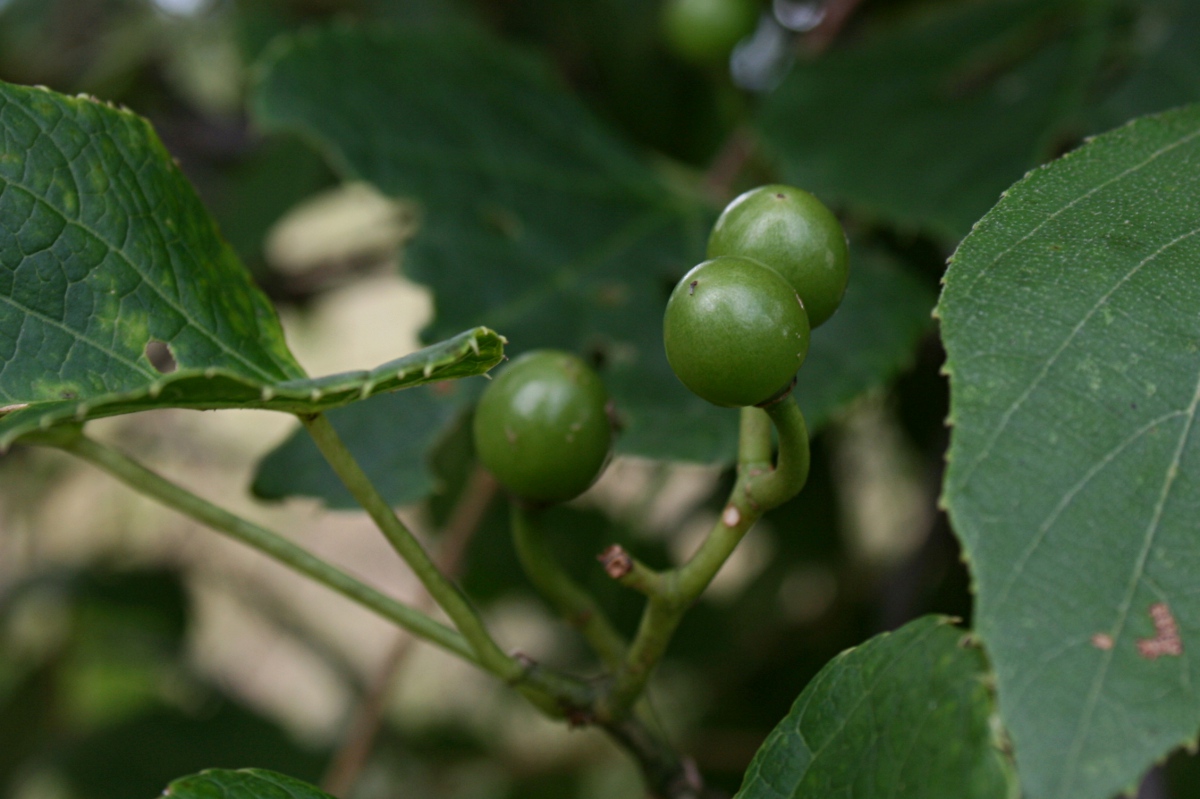 Cissus welwitschii