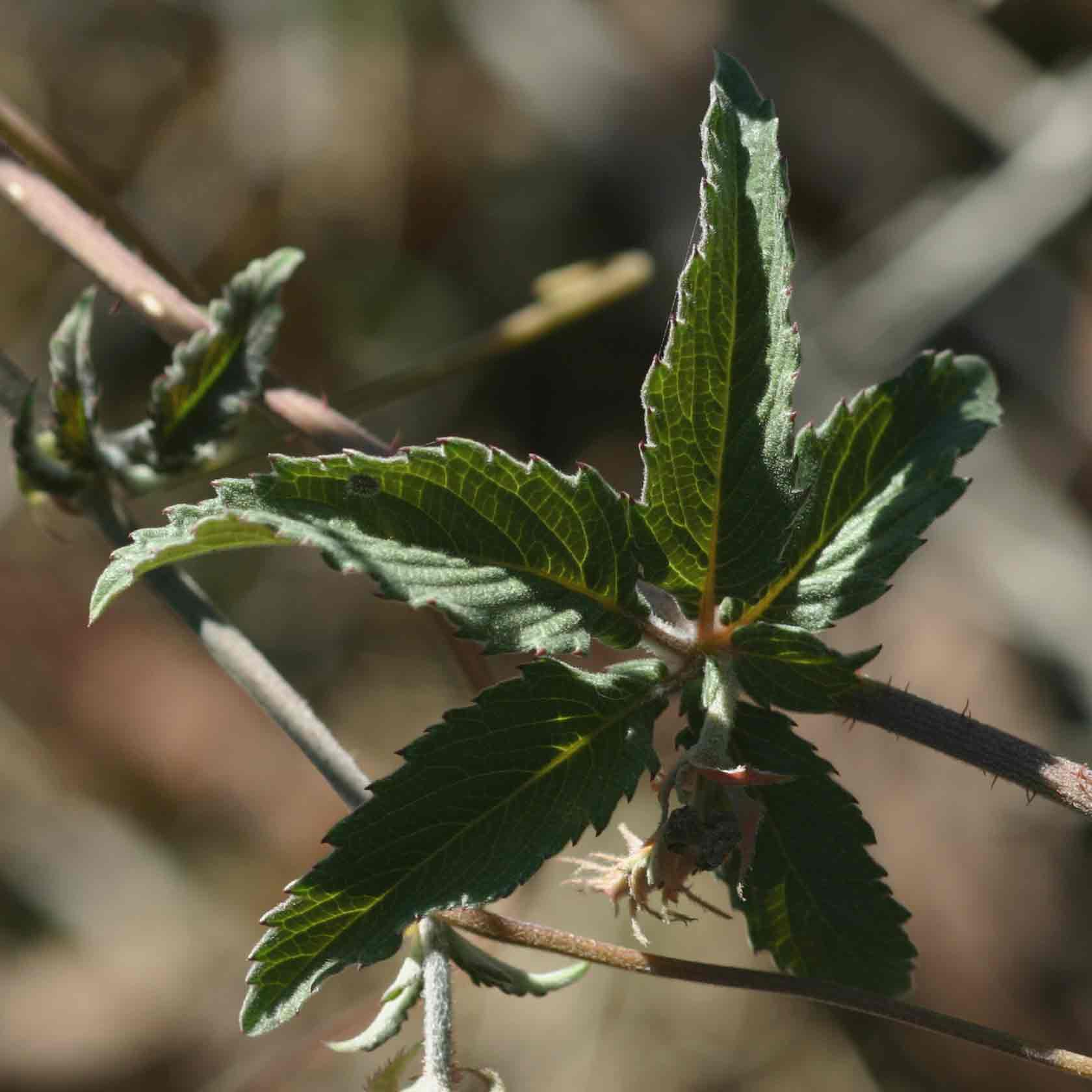 Cyphostemma buchananii