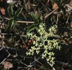 Cyphostemma buchananii