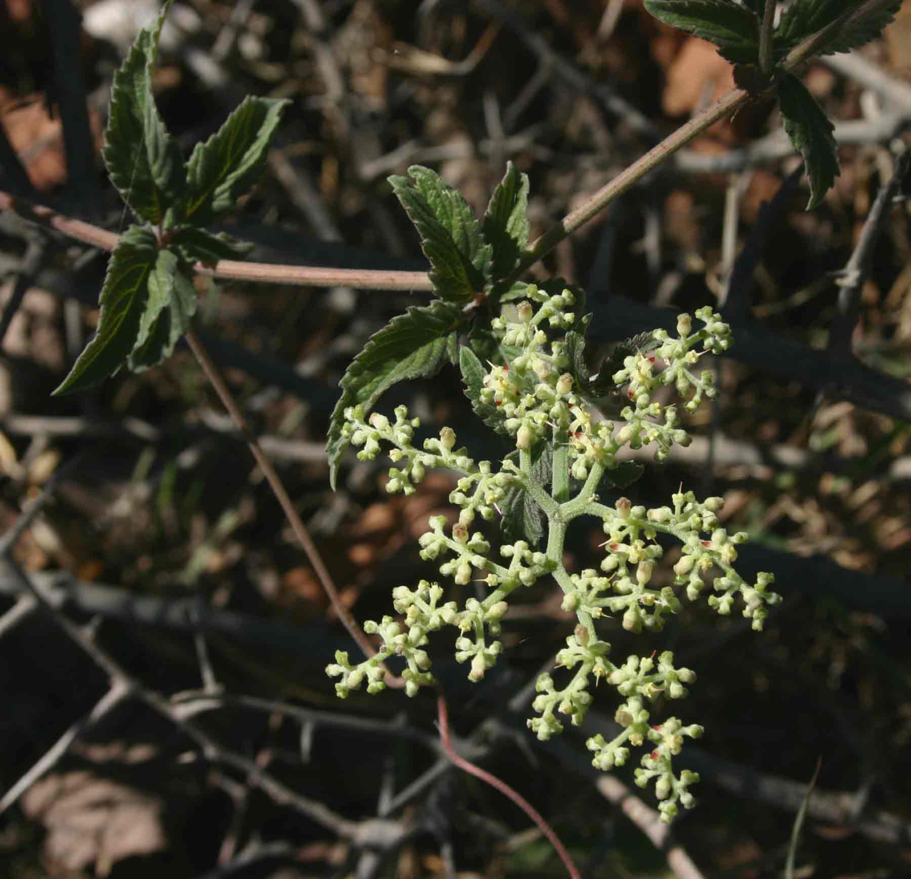 Cyphostemma buchananii