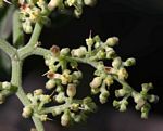 Cyphostemma buchananii