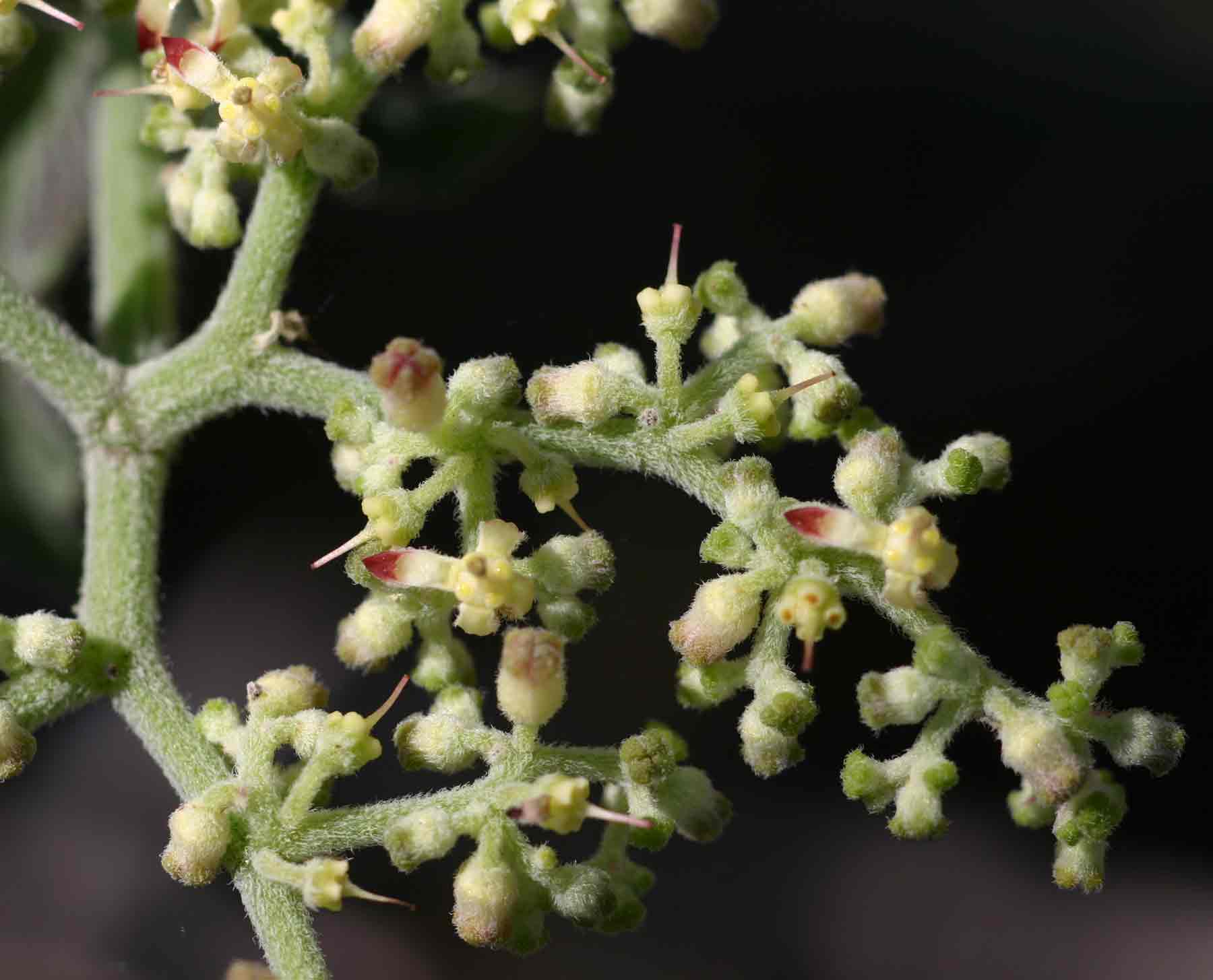 Cyphostemma buchananii