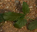Cyphostemma congestum