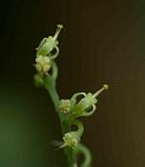 Cyphostemma congestum