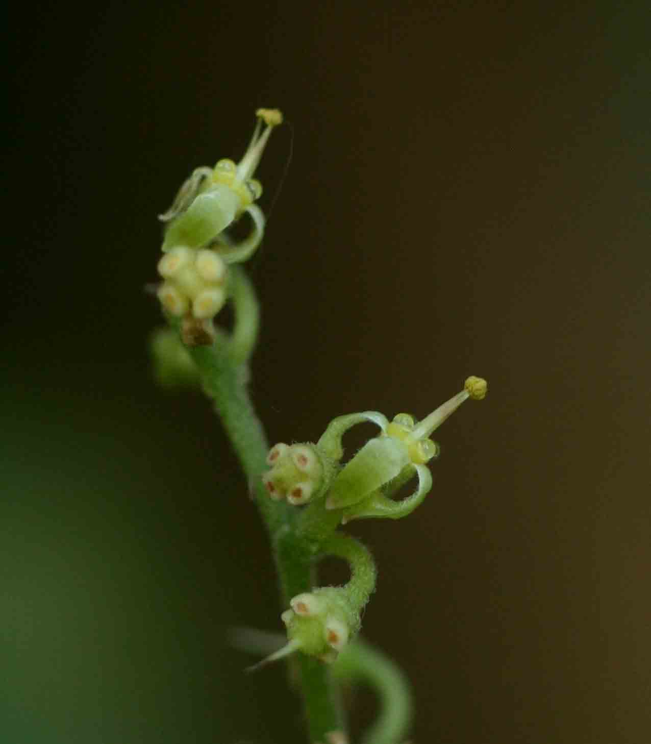 Cyphostemma congestum
