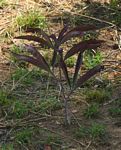Cyphostemma junceum