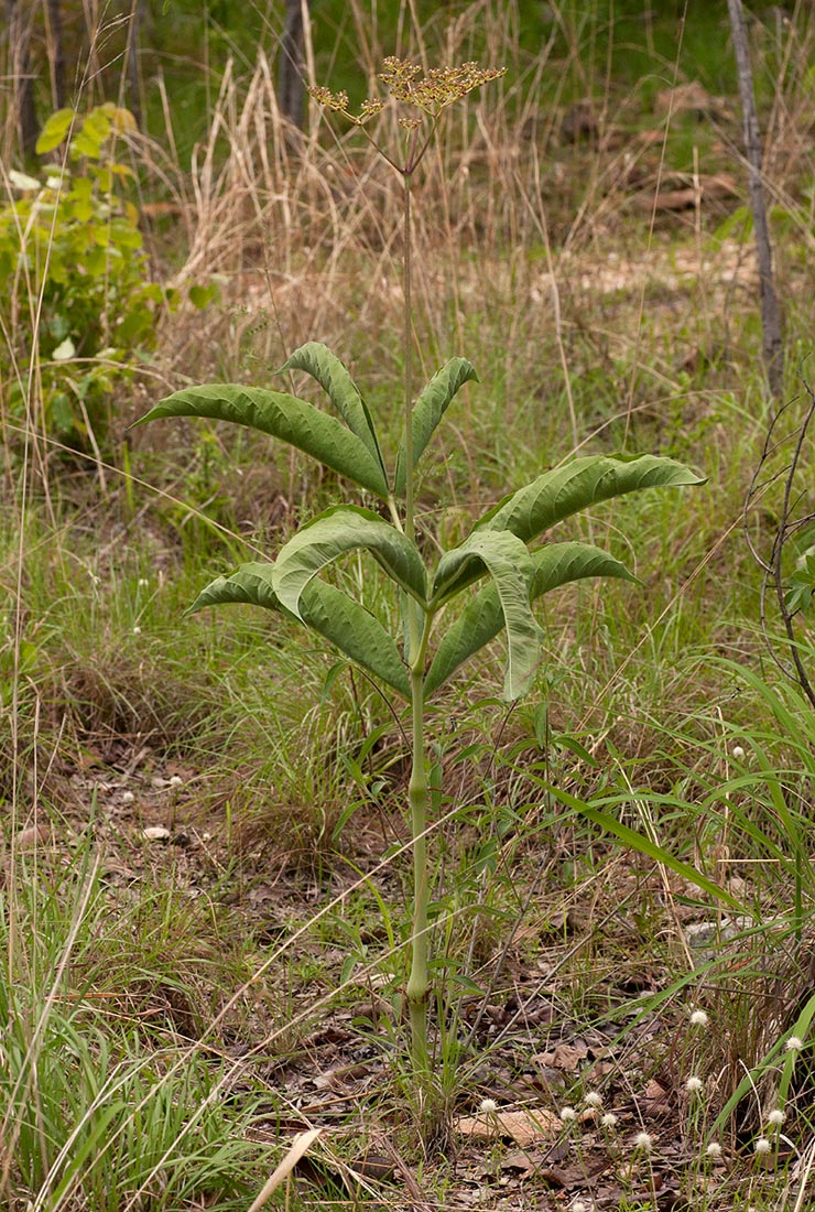 Cyphostemma junceum