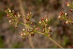 Cyphostemma junceum