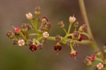Cyphostemma junceum