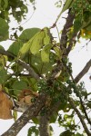 Cyphostemma kirkianum