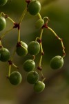 Cyphostemma kirkianum