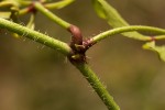 Cyphostemma kirkianum