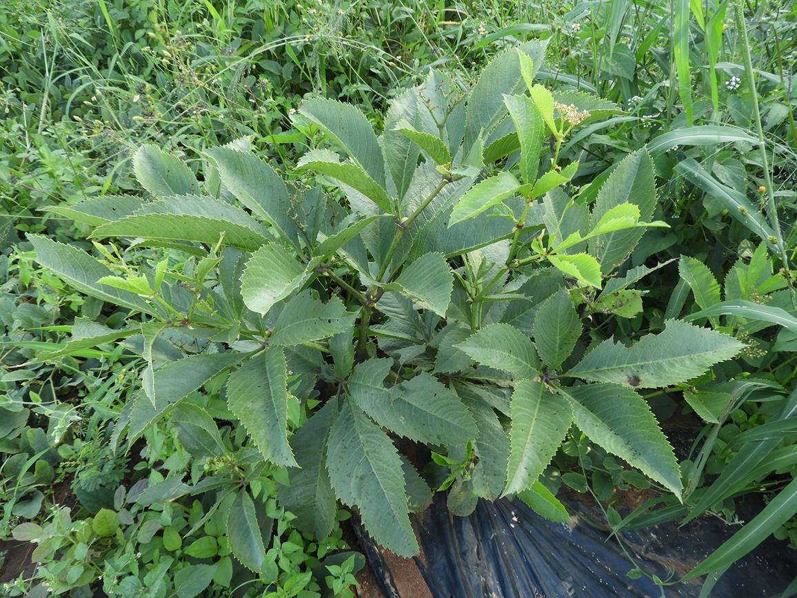 Cyphostemma rhodesiae
