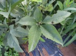 Cyphostemma rhodesiae