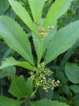 Cyphostemma rhodesiae