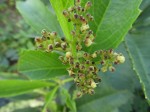 Cyphostemma rhodesiae