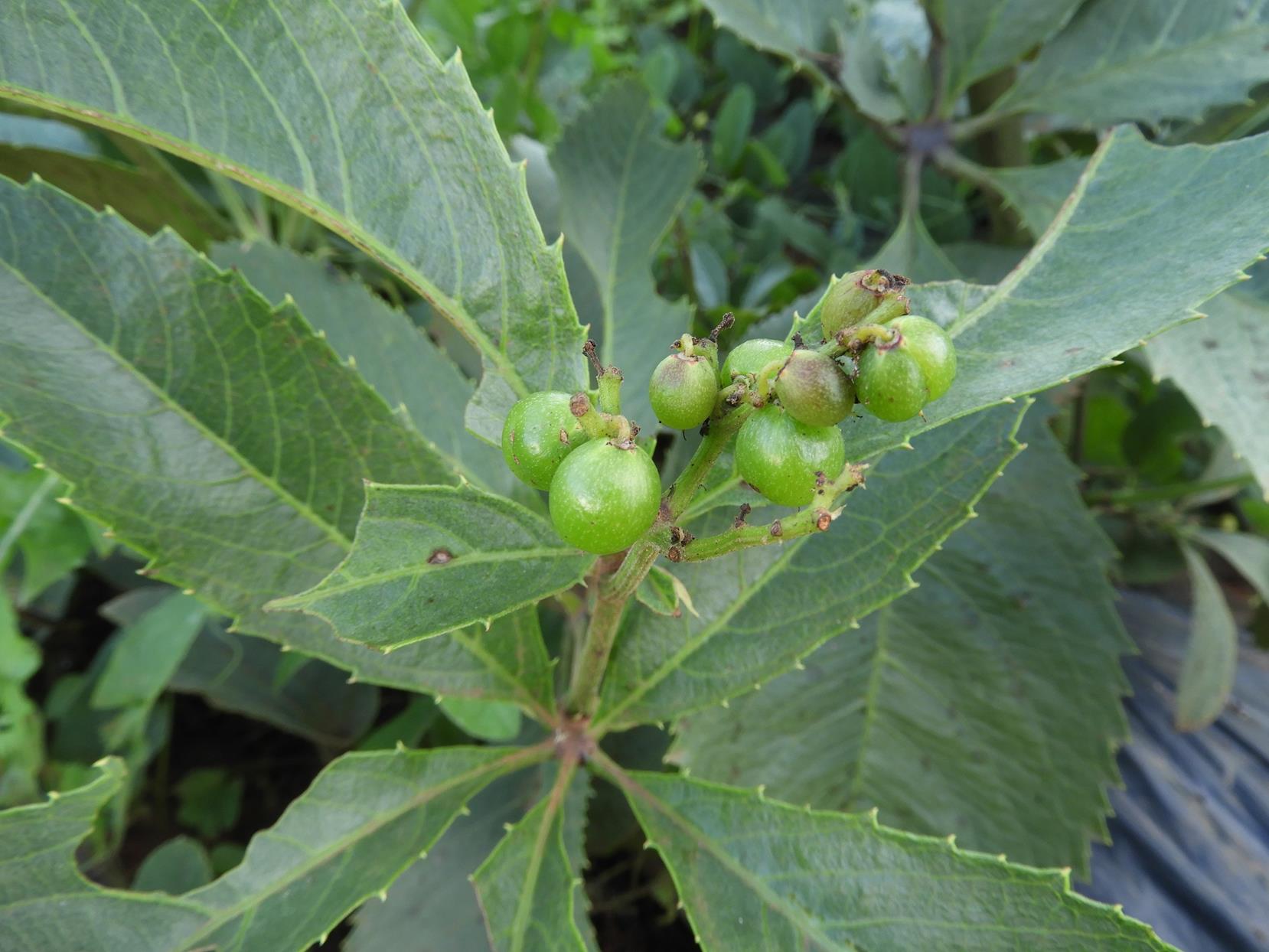 Cyphostemma rhodesiae
