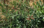 Cyphostemma omburense