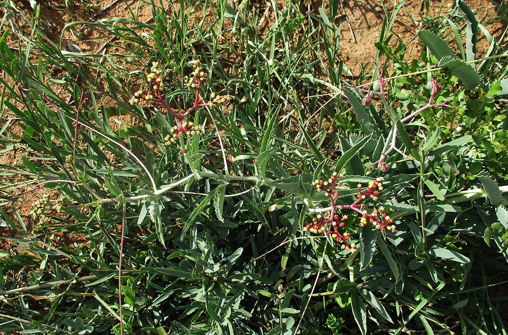 Cyphostemma omburense