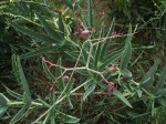 Cyphostemma omburense