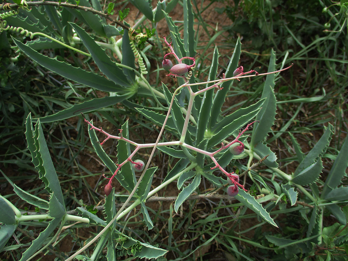 Cyphostemma omburense