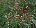 Cyphostemma omburense