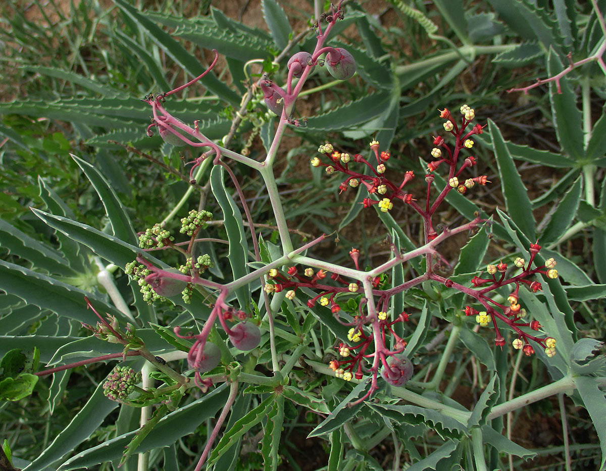 Cyphostemma omburense