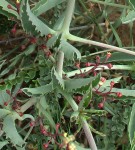 Cyphostemma omburense