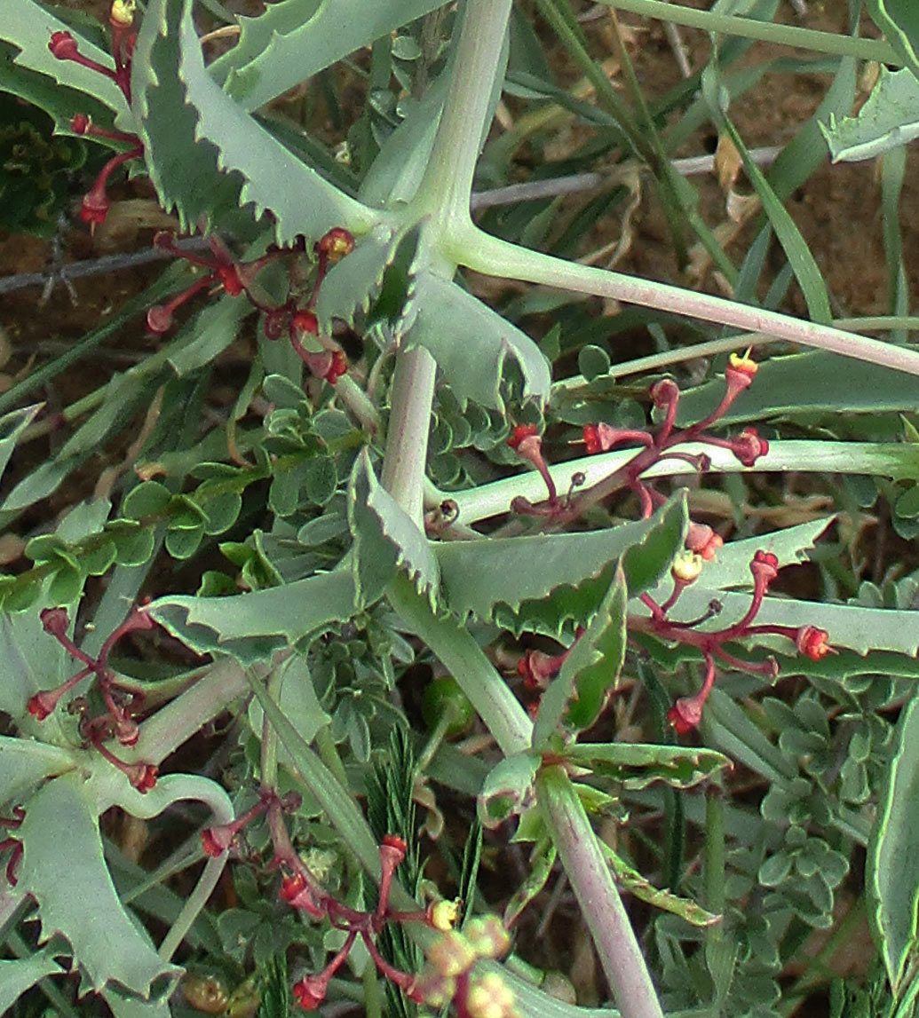 Cyphostemma omburense