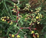 Cyphostemma omburense