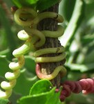 Cyphostemma omburense