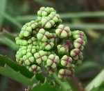 Cyphostemma omburense