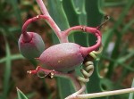 Cyphostemma omburense