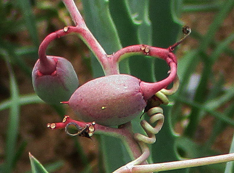 Cyphostemma omburense