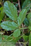 Cyphostemma simulans