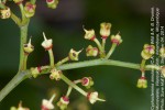 Cyphostemma simulans