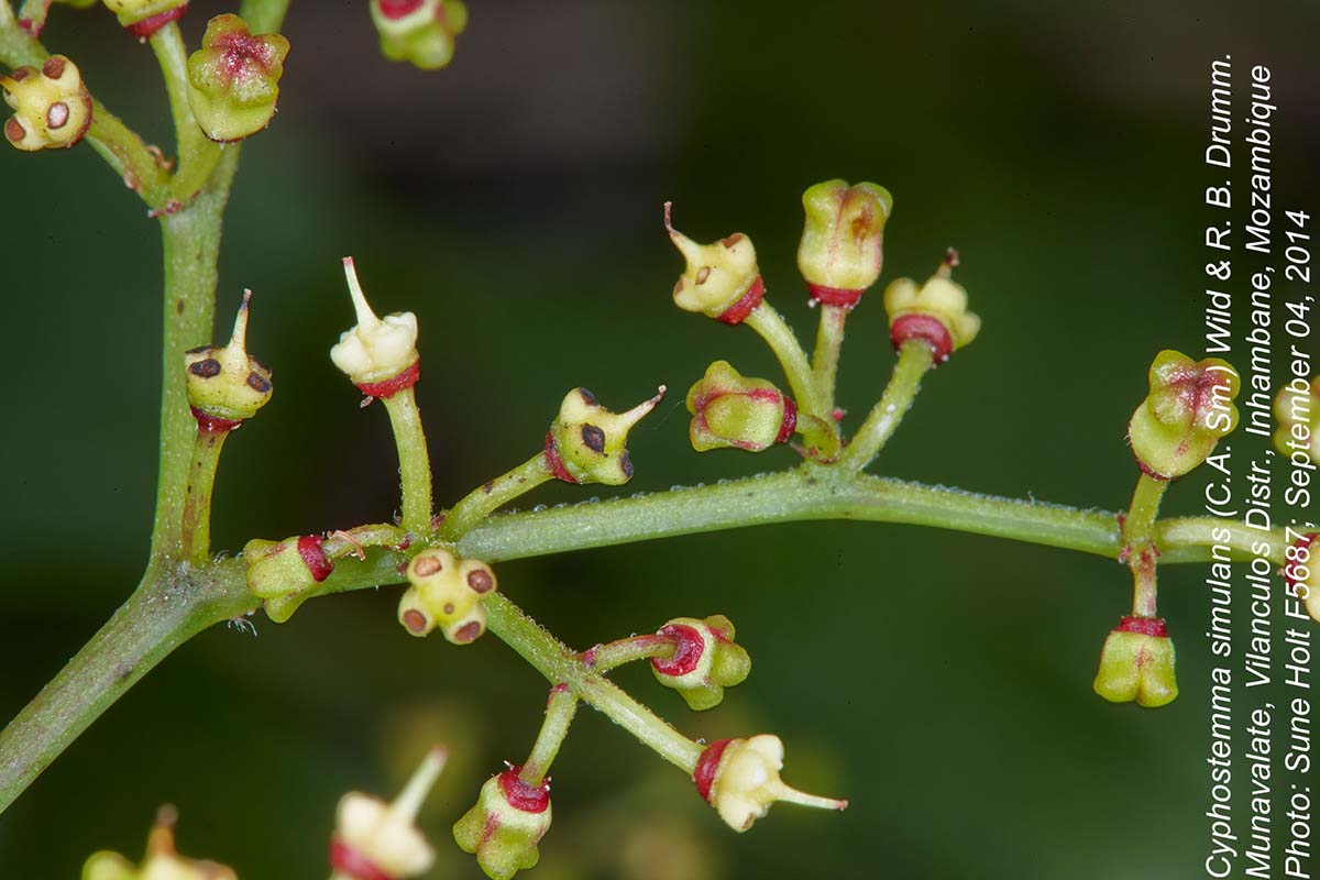 Cyphostemma simulans