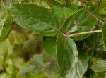 Cyphostemma subciliatum
