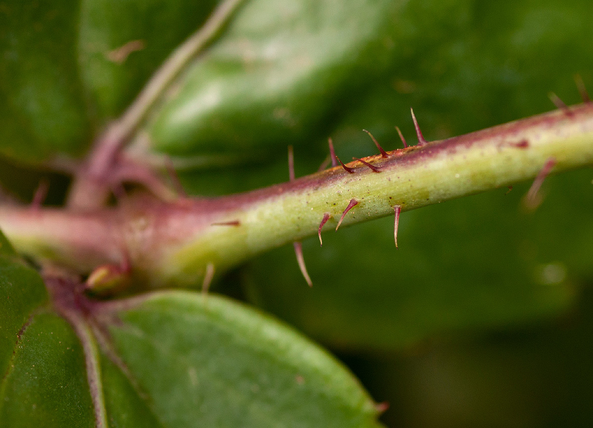 Cyphostemma subciliatum