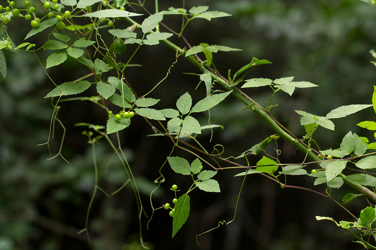 Cayratia gracilis